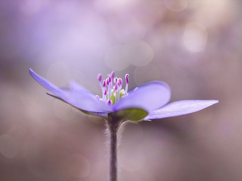 Anémone hépatique par Sabine Böke-Bergau