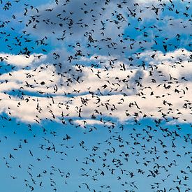 Les étourneaux dansent dans le ciel sur Lakeside Explorer