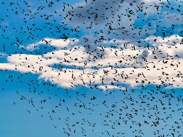 Les étourneaux dansent dans le ciel