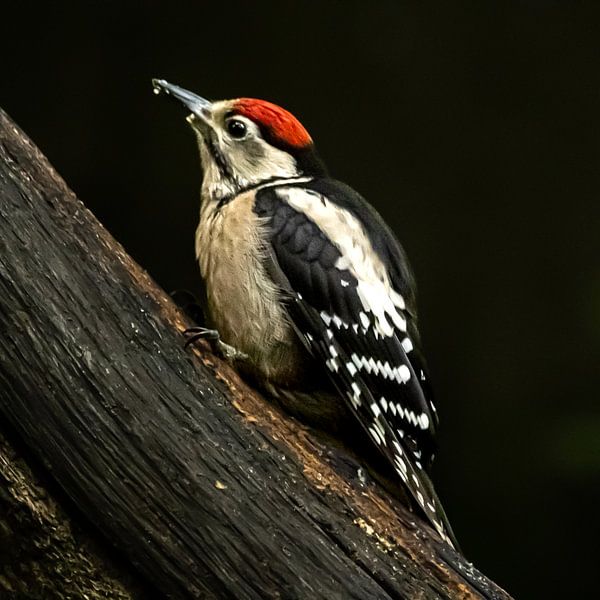 Buntspecht, Jungvogel von Bert Huisman
