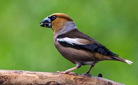 Appel Vink by Eric van Schaijk