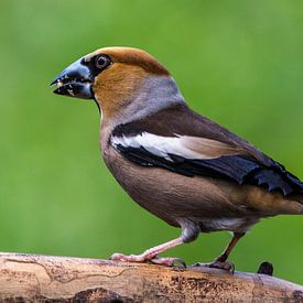 Appel Vink von Eric van Schaijk