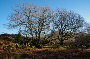 Old trees van Jasper Los