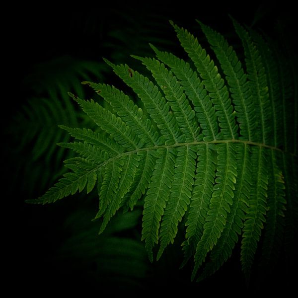 Segeln von Van Renselaar Fotografie