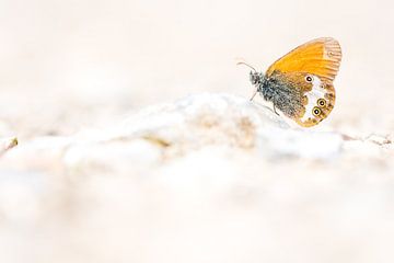 Tweekleurig Hooibeestje van Danny Slijfer Natuurfotografie