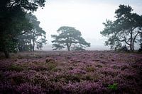 Misty heathland
