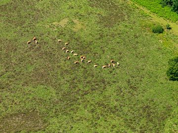 De Peel ist ein Hochmoorgebiet an der Grenze zwischen Limburg und Brabant. von Sky Pictures Fotografie