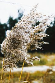 Absolute Stille von Yuliya Yarmolich