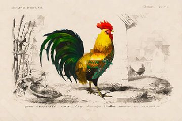 Coq domestique, un vieux coq dans une version moderne sur Arjen Roos