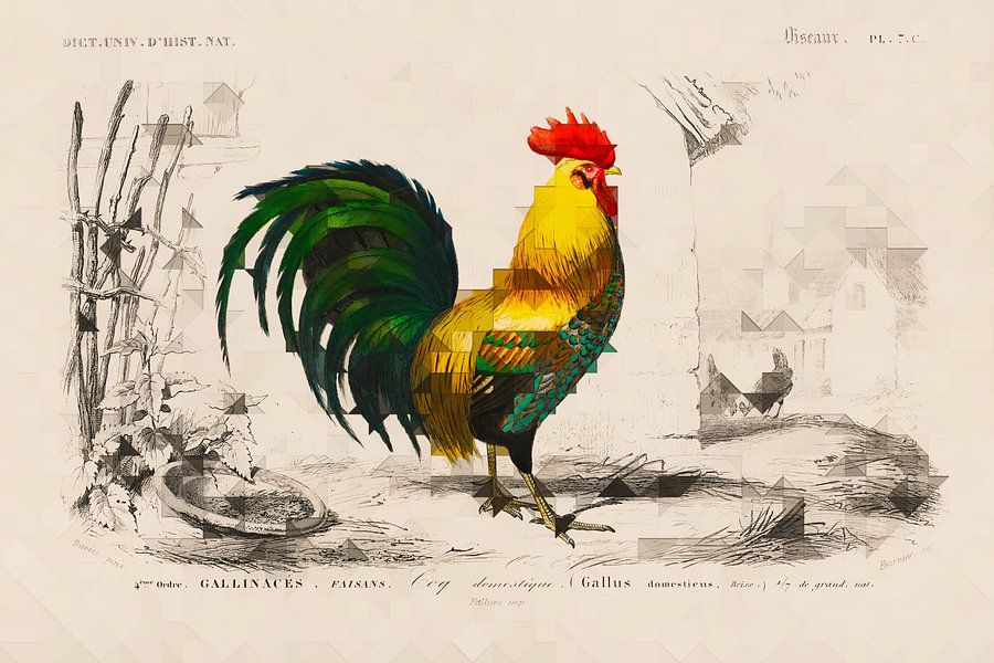 &quot;Coq domestique&quot;, an old rooster in a modern twist