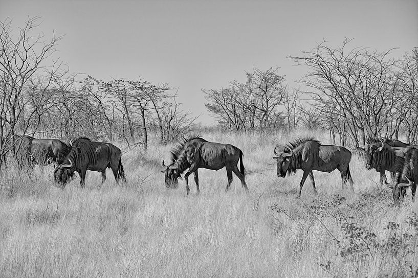 Troupeau de gnous de passage par Peter van Vuuren