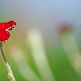 Rode bloem van Marit Hilarius