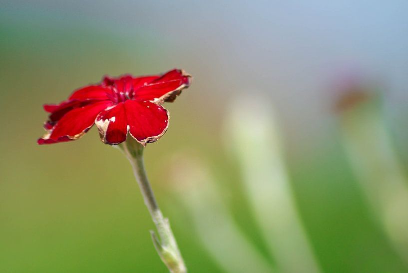 Rode bloem von Marit Hilarius