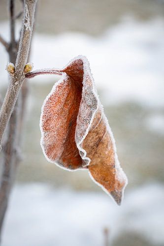 Mountain hut near Brixen, Italy.