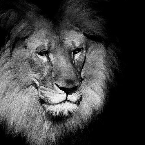 Portret van een Afrikaanse leeuw, (Panthera leo)