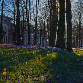 Den Haag Stadt Frühling Vibes von Victoria Barberien