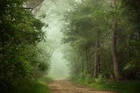 Awakening forrest