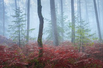 Fougères dans la brume | Photo de forêt | Veluwe sur Marijn Alons