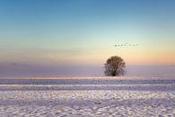 Tree in the snow by Ellen Gerrits thumbnail
