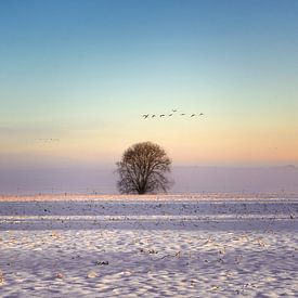 Tree in the snow by Ellen Gerrits