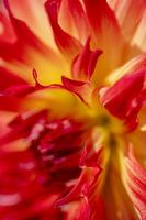 Bloemen abstract - Rode Dahlia - Macro