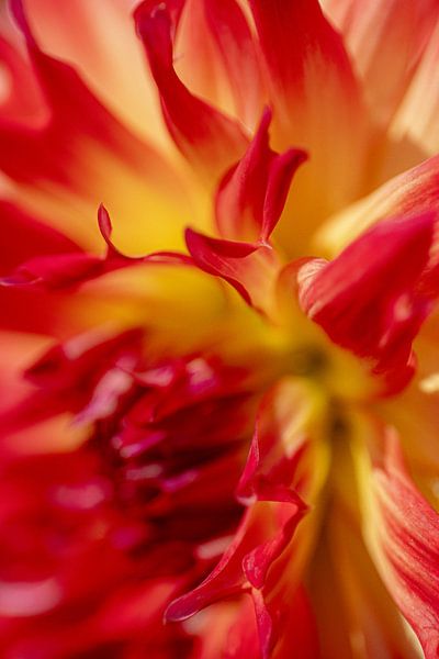 Flowers abstract - Red Dahlia - Macro by Marianne Eggink - Photography and digital art