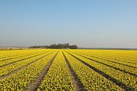 A field of Narcissus van Pim van der Horst thumbnail