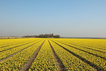 A field of Narcissus by Pim van der Horst