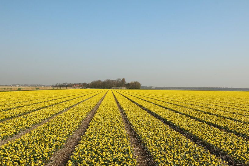 A field of Narcissus van Pim van der Horst