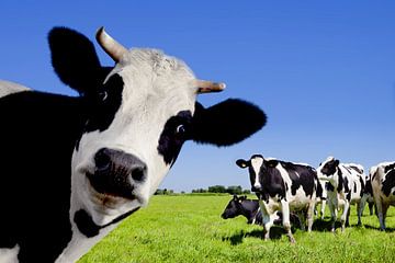 Vaches au pré sur Diana van Tankeren