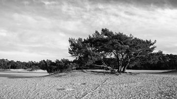 Einsamer Baum auf einer sandigen Ebene: Zeitlose Schönheit in Schwarz und Weiß von Hevonax Photography