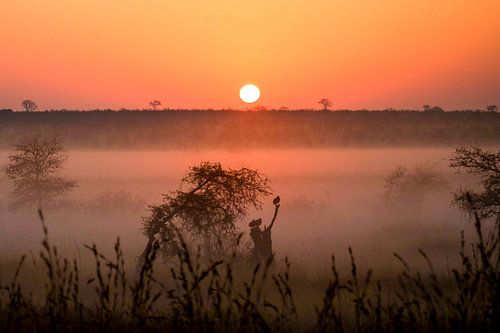 Ein nebliger Sonnenaufgang im Kruger Park in Südafrika