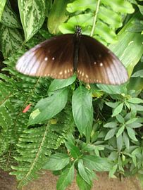 vlinder by John Schouwink