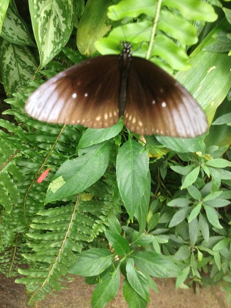 vlinder by John Schouwink