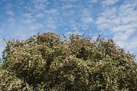 Un arbre en fleurs sous un ciel bleu