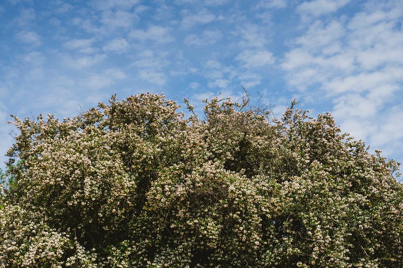 Blossom tree under blue sky by Van Kelly's Hand