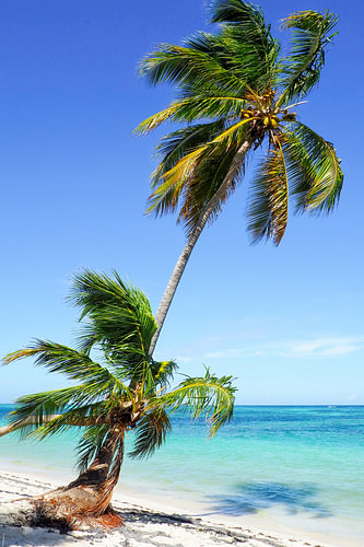 Caribische afbeeldingen behoren tot de populairste motieven voor muurschilderingen en fine art prints. De regio inspireert met zijn kristalheldere water, witte stranden, unieke kleuren en tropische natuur.