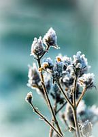 Bevroren bloemknop in mid winter