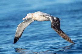 Gibsons Albatros, Diomedea gibsoni von Beschermingswerk voor aan uw muur