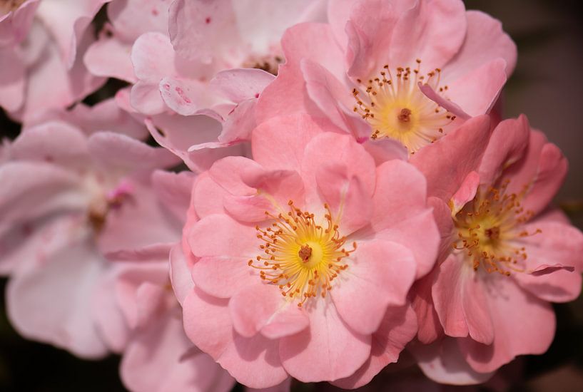 rosa Rosen von Tania Perneel