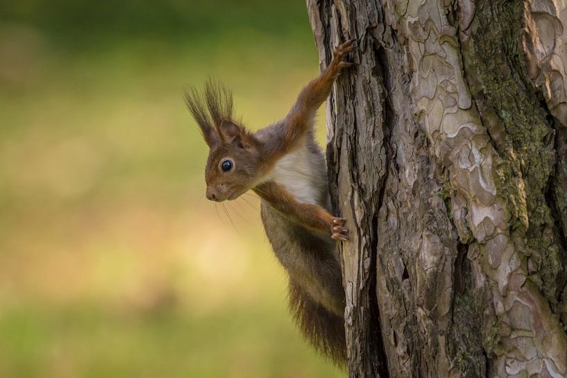Écureuil sur un arbre par Tobias Luxberg