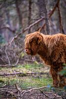 Schotse Hooglanders, Wezepsche Heide