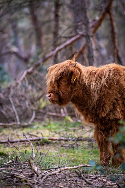 Schotse Hooglanders, Wezepsche Heide van S van Wezep