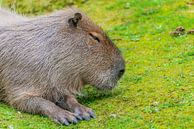 Capybara - Hydrochaeris hydrochaeris by Rob Smit thumbnail
