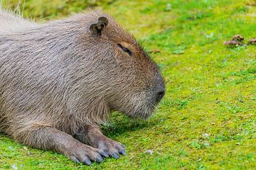 Capybara - Hydrochaeris hydrochaeris
