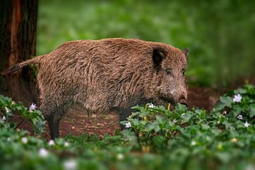 een groot wild varken (Sus scrofa) staat in een bos met groene planten van Mario Plechaty Photography