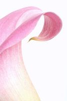 Roze Calla tegen witte achtergrond