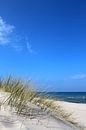 Ostseegras van Ostsee Bilder thumbnail