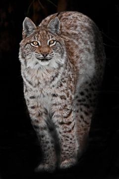 Lynx arched its back, puffed up in the dark and looks with yellow-orange eyes by Michael Semenov