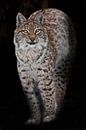 Lynx arched its back, puffed up in the dark and looks with yellow-orange eyes by Michael Semenov thumbnail